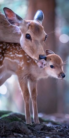 two baby deer standing next to each other