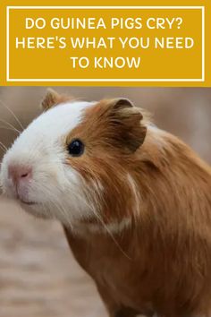 Guinea pigs have tear ducts just like humans do - and just like us, they can cry tears. This article will help you understand the reasons behind your pet cavy's cries. #petcavy #guineapig #smallpets Pigs Eating, Animal Rescue Center, Pet Hotel, Guinea Pig Care, Support Groups, Guinea Pig Cage, Bonding Activities, List Ideas, Pet Sitters