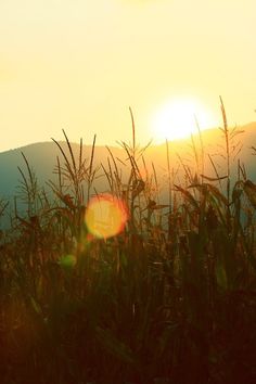 the sun shines brightly through tall grass