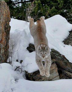 a cat that is walking in the snow near some rocks and trees with it's front paws up