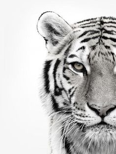 a black and white photo of a tiger's face