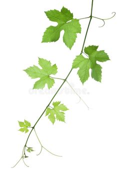 a branch with green leaves is shown against a white background