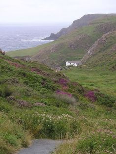 a grassy hill next to the ocean with purple flowers growing on it's side