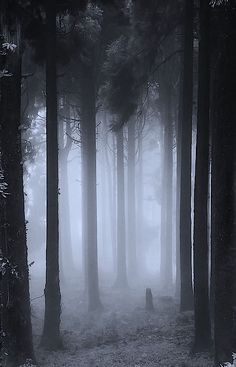 a forest filled with lots of tall trees covered in fog and light green grass on the ground