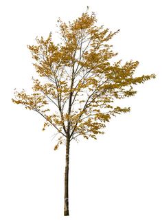 a single tree with yellow leaves on it