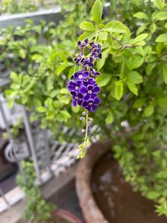 purple flowers are hanging from a plant in a potted planter on a balcony