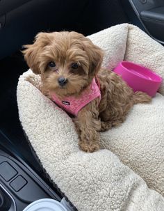 a small brown dog sitting on top of a blanket in the back seat of a car