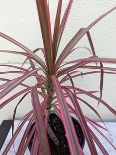 a potted plant with pink and green leaves