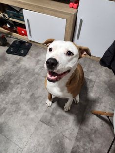 a brown and white dog sitting on the floor