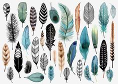 many different colored feathers on a white background