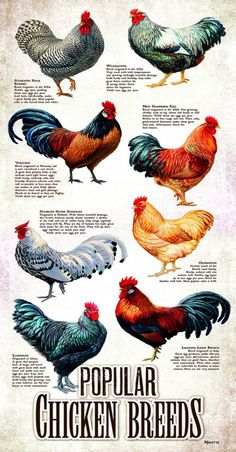 the different types of chickens are shown in this poster, which shows their colors and sizes