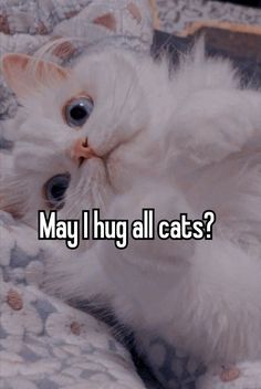 a white cat laying on top of a bed with the words may i hug all cats?