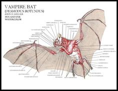 a diagram of the anatomy of a vampire bat