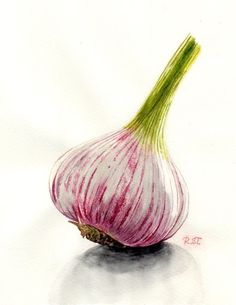 Garlic Watercolor Paintings, Vegetable Watercolor Paintings, Vegetable Painting Ideas, Watercolor Garlic, Garlic Still Life, Garlic Painting, Watercolor Fruits And Vegetables, Painted Vegetables, Fruit Watercolor Painting