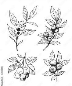 four different types of berries and leaves on a white background, each with black ink