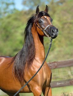 a brown horse standing on top of a lush green field