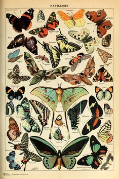 an old book with lots of different butterflies on top of each other's wings