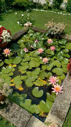 a pond filled with lots of water lilies next to a lush green lawn covered in flowers