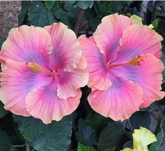 two pink and yellow flowers with green leaves