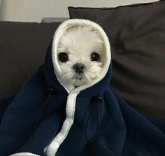 a small white dog wrapped in a blue blanket