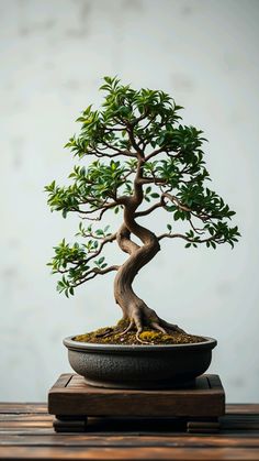 a bonsai tree sitting on top of a wooden table