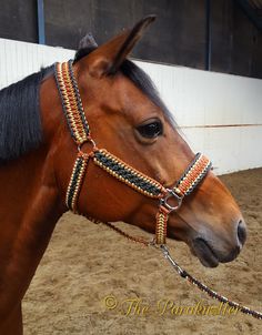 a close up of a horse wearing a bridle in an indoor arena area