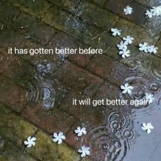 white flowers floating on top of a puddle in the rain next to a brick sidewalk