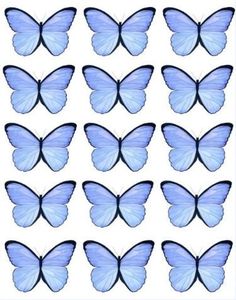 blue butterflies are arranged in rows on a white background