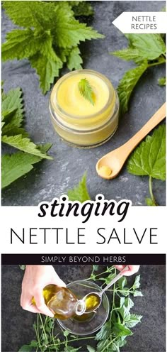 a jar of nettle salve next to some herbs