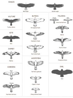 an image of different kinds of birds in the sky with their wings spread out and names below