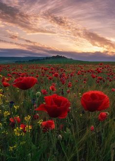 a field full of red flowers with the sun setting in the distance behind it and clouds