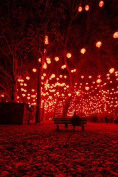 a park bench in the middle of a field with red lights hanging from it's trees