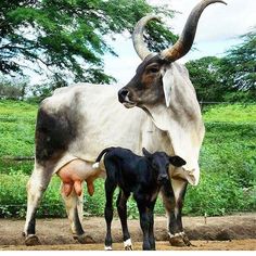 an adult and baby cow standing next to each other on a dirt ground with trees in the background