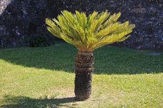 a palm tree in the middle of a grassy area