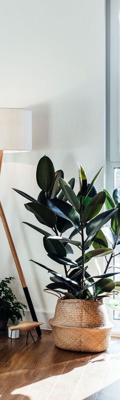 a potted plant sitting on top of a wooden floor next to a lamp and window