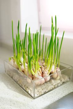 garlic growing in a container with the title how to grow your own garlic in containers