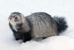 a ferret is standing in the snow and looking at the camera with its mouth open