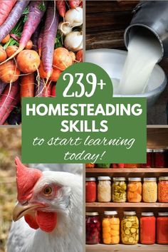 Four pictures- upper right pic is a pile of colorful root vegetables like purple carrots, radishes, and onions. Upper right is fresh milk being poured from a can into a bowl, bottom left is a white chicken with a red crest, and the bottom right is shelves filled with home canned food. Homestead Skills, Self Sufficient Homestead