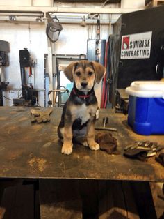 a dog sitting on top of a metal table in a garage next to other tools