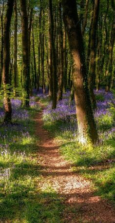 a path in the middle of a forest with purple flowers and trees on both sides