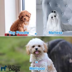 four different types of dogs with names on them