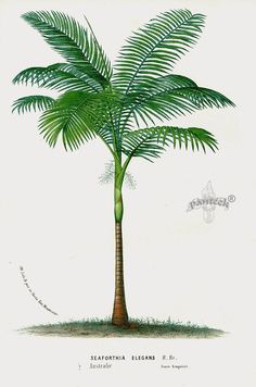 a drawing of a palm tree with green leaves