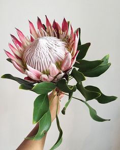 an image of a flower being displayed on the instagram page for people to see