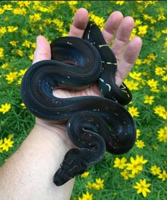 a hand holding a black snake in front of some yellow and white flowers on the grass