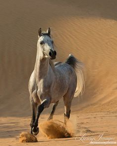 a white horse running in the desert with sand blowing up around it's legs