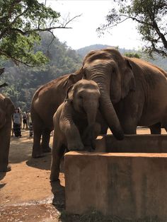 two elephants are standing next to each other near some trees and people in the background