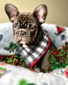 a small dog wearing a scarf on top of a bed covered in christmas decorations and greenery