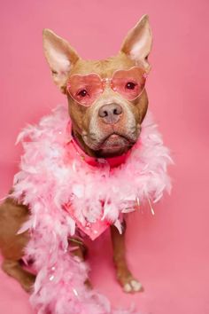 a small dog wearing glasses and a pink feather boa around its neck on a pink background