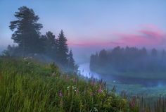 the sun is setting on a foggy, misty day in the woods with wildflowers and trees