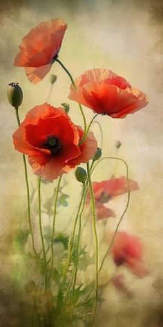 three red poppies are in the middle of a field